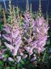 Tollbuga - Astilbe "Pumia"