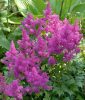 Tollbuga - Astilbe "Pumia"