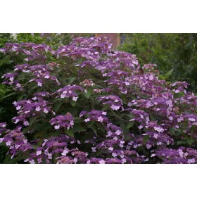   Érdeslevelü Hortenzia - Hydrangea Aspera "Farell"