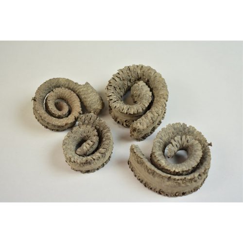 Kosszarv - felezett - falfestékes - szürke