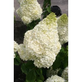   Bugás hortenzia - Hydrangea Paniculata "Silver Dollar-K5