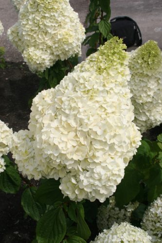 Bugás hortenzia - Hydrangea Paniculata "Silver Dollar-K5