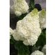 Bugás hortenzia - Hydrangea Paniculata "Silver Dollar-K5