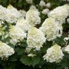 Bugás hortenzia - Hydrangea Paniculata "Silver Dollar-K5