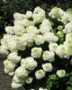 Bugás hortenzia - Hydrangea Paniculata "Silver Dollar-K5