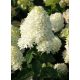 Bugás hortenzia - Skyfall "Frenne" - Hydrangea Paniculata