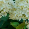 Bugás hortenzia - Skyfall "Frenne" - Hydrangea Paniculata