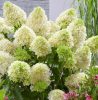Bugás hortenzia - Skyfall "Frenne" - Hydrangea Paniculata