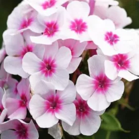   Bugás lángvirág - Phlox paniculata "Flame Pro Soft Pink"