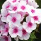 Bugás lángvirág - Phlox paniculata "Flame Pro Soft Pink"