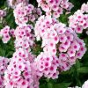 Bugás lángvirág - Phlox paniculata "Flame Pro Soft Pink"