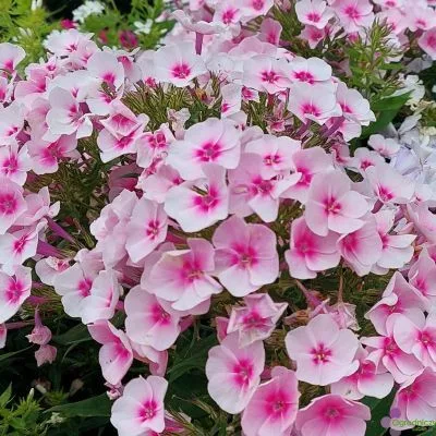 Bugás lángvirág - Phlox paniculata "Flame Pro Soft Pink"