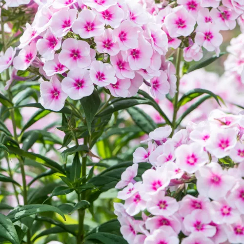 Bugás lángvirág - Phlox paniculata "Flame Pro Soft Pink"