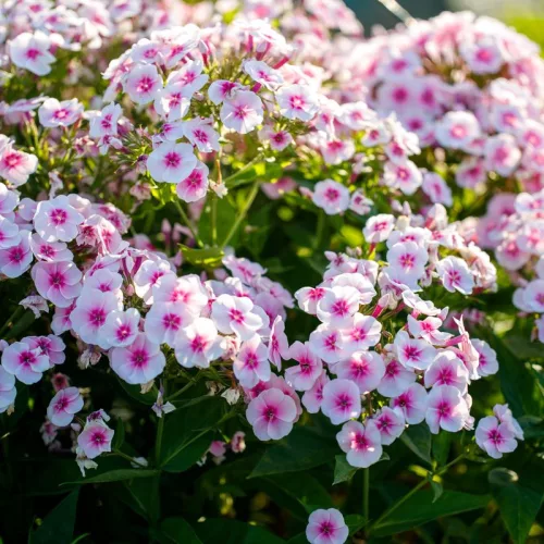 Bugás lángvirág - Phlox paniculata "Flame Pro Soft Pink"