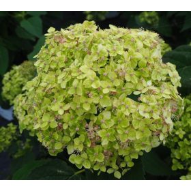   Cserjés hortenzia " Lime Ricky" - Hydrangea Arborescens K3