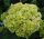 Cserjés hortenzia " Lime Ricky" - Hydrangea Arborescens K3