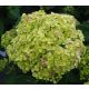 Cserjés hortenzia " Lime Ricky" - Hydrangea Arborescens K3