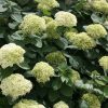 Cserjés hortenzia " Lime Ricky" - Hydrangea Arborescens K3