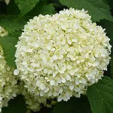 Cserjés hortenzia " Lime Ricky" - Hydrangea Arborescens K3