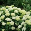 Cserjés hortenzia " Lime Ricky" - Hydrangea Arborescens K3