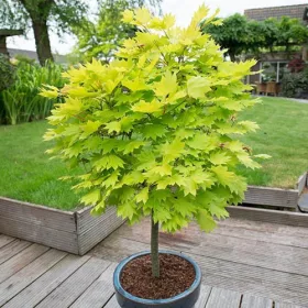   Magastörzsű Japán juhar - Acer shirasawanum 'Jordan' 