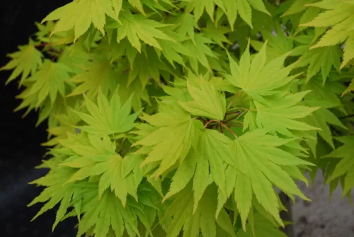 Magastörzsű Japán juhar - Acer shirasawanum 'Jordan' 