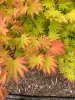 Magastörzsű Japán juhar - Acer shirasawanum 'Jordan' 