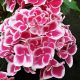 Kerti Hortenzia "Saxon Candy Heart Rose" - Hydrangea macrophylla