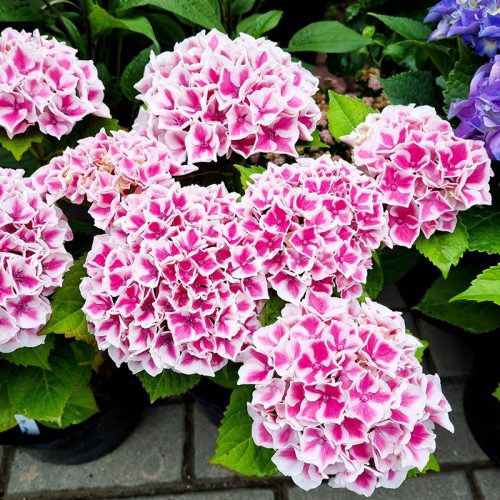 Kerti Hortenzia "Saxon Candy Heart Rose" - Hydrangea macrophylla