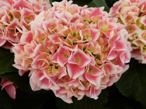Kerti Hortenzia "Saxon Candy Heart Rose" - Hydrangea macrophylla