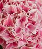 Kerti Hortenzia "Saxon Candy Heart Rose" - Hydrangea macrophylla