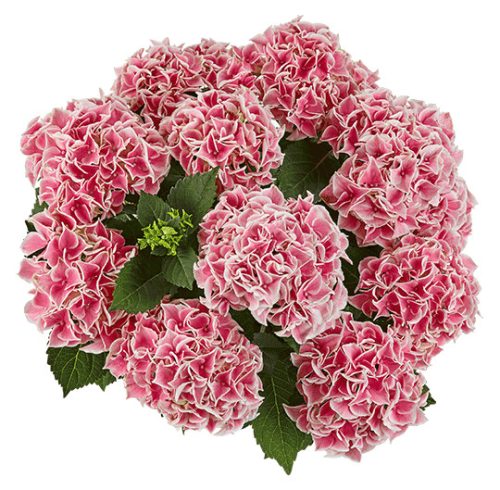 Kerti Hortenzia "Saxon Candy Heart Rose" - Hydrangea macrophylla