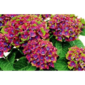 Kerti Hortenzia "Schloss Wackerbarth" - Hydrangea macrophylla