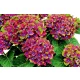 Kerti Hortenzia "Schloss Wackerbarth" - Hydrangea macrophylla