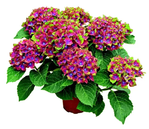 Kerti Hortenzia "Schloss Wackerbarth" - Hydrangea macrophylla