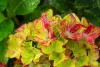 Kerti Hortenzia "Schloss Wackerbarth" - Hydrangea macrophylla