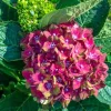 Kerti Hortenzia "Schloss Wackerbarth" - Hydrangea macrophylla