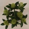 Japán dérbabér - Skimmia Japonika "Marlot" - Cs10