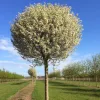 Gömb díszcseresznye - Prunus eminens 'Umbraculifera' Törzs 120 cm