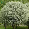 Gömb díszcseresznye - Prunus eminens 'Umbraculifera' Törzs 120 cm