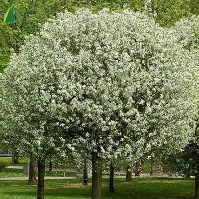 Gömb díszcseresznye - Prunus eminens 'Umbraculifera' Törzs 120 cm