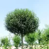Gömb díszcseresznye - Prunus eminens 'Umbraculifera' Törzs 120 cm