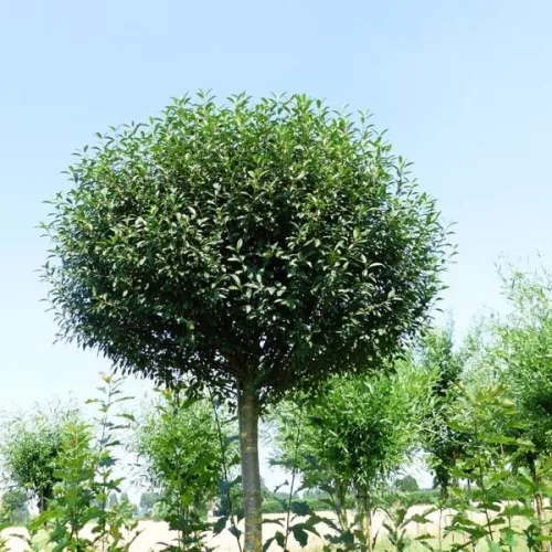 Gömb díszcseresznye - Prunus eminens 'Umbraculifera' Törzs 120 cm