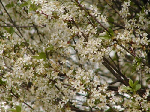 Gömb díszcseresznye - Prunus eminens 'Umbraculifera' Törzs 120 cm