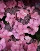 Fűrészeslevelű hortenzia - Hydrangea serrata hybride "Million Stars Sirius Pink" 