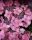 Fűrészeslevelű hortenzia - Hydrangea serrata hybride "Million Stars Sirius Pink" 