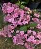 Fűrészeslevelű hortenzia - Hydrangea serrata hybride "Million Stars Sirius Pink" 