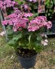 Fűrészeslevelű hortenzia - Hydrangea serrata hybride "Million Stars Sirius Pink" 