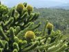 Araucaria araucana - Chilei fenyő