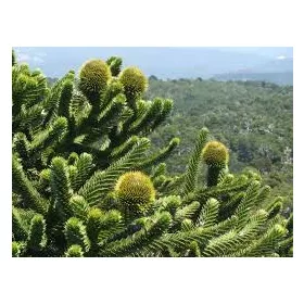 Araucaria araucana - Chilei fenyő